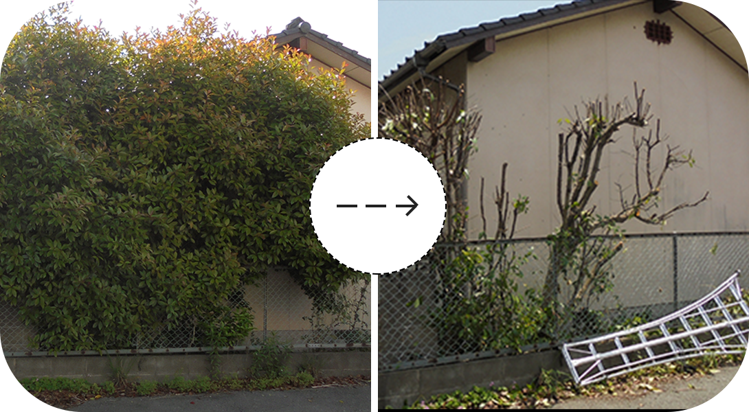 剪定の事例